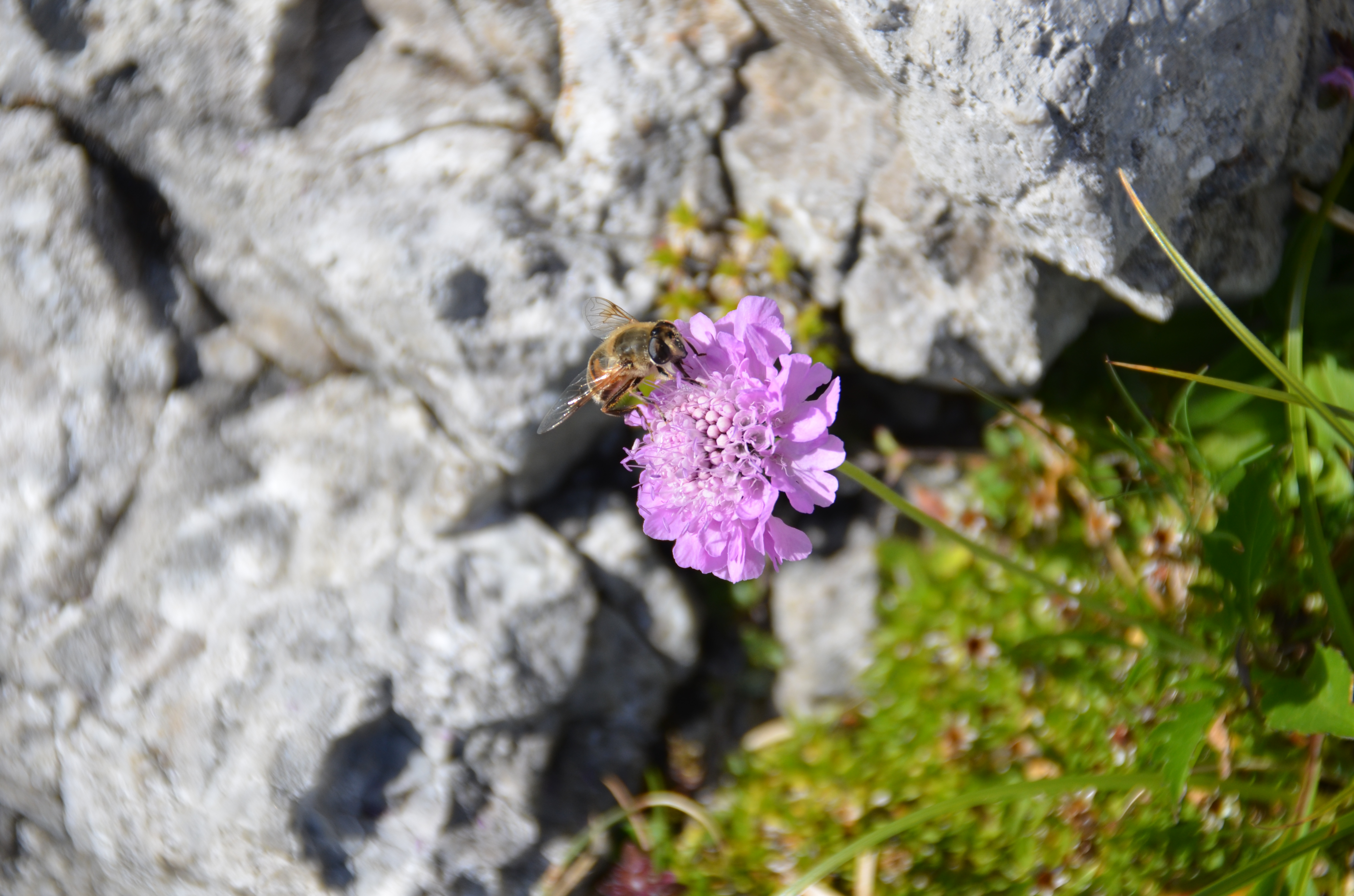 Biene bei der Arbeit