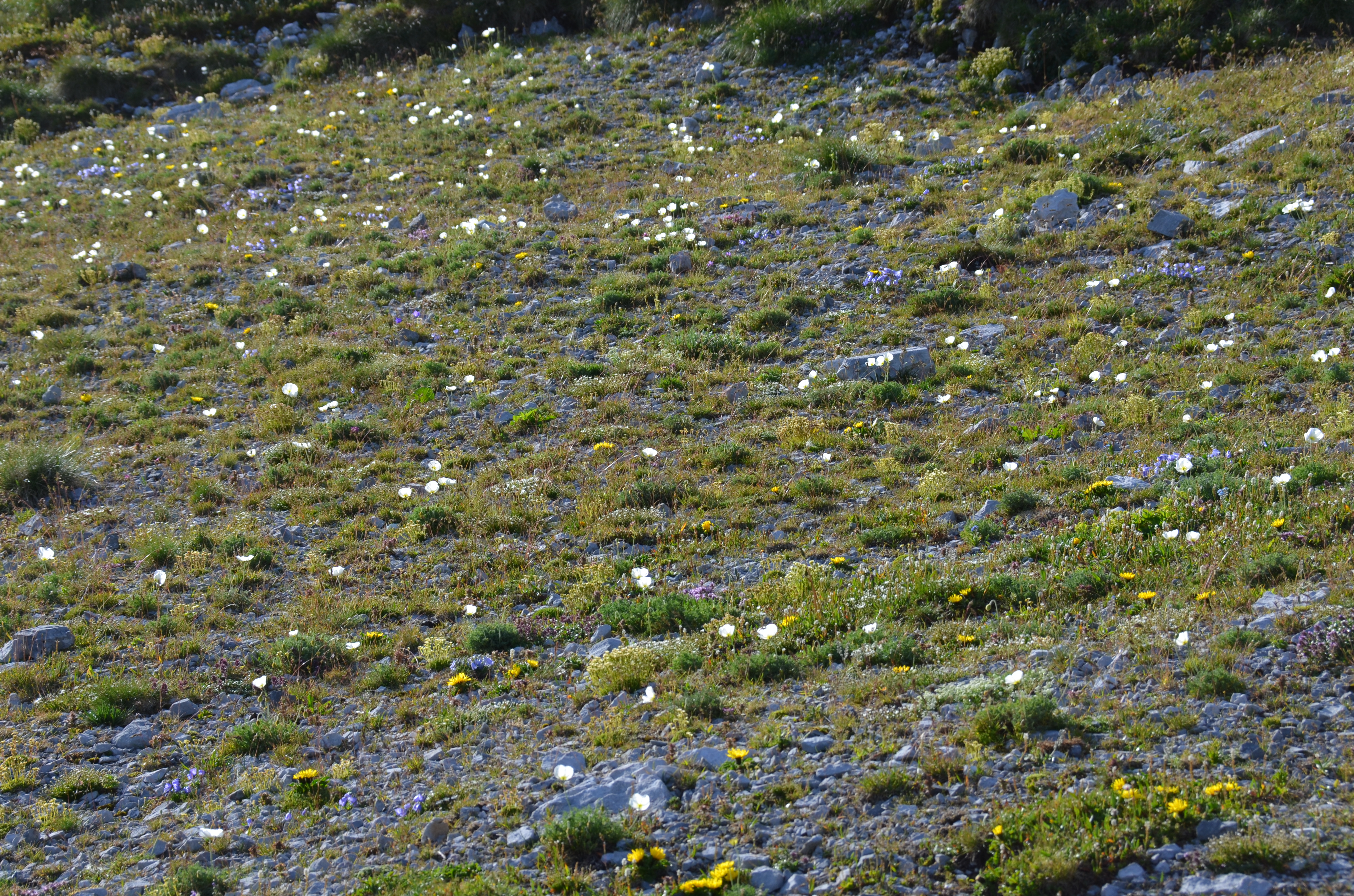 Blumen auf dem Standort des alten Schiestlhauses